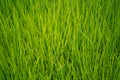 A top view of a irrigated field, texture and background. Green field background