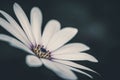 top view of an isolated beautiful white osteospermum or african daisy on dark background Royalty Free Stock Photo
