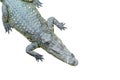 Top view isolated crocodile sleeping on the white background