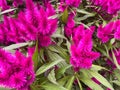 Top view on isolated deep purple wool flowers celosia spicata with green leaves