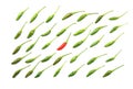 Top view of isolated green fresh Thai chili arranged in a neat rows by have red chilli in middle on white background Royalty Free Stock Photo