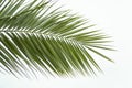 Top view isolated green leaf of a palm tree. Summer exotic vacation concept Royalty Free Stock Photo