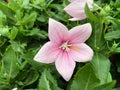 Top view on on isolated pink flower head  platycodon with green leaves Royalty Free Stock Photo