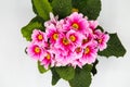 Top view on isolated pink and white flower blossoms, white background - primrose, primula acaulis selective focus Royalty Free Stock Photo