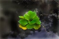 Top View of isolated Pistia stratiotes or water cabbagelettuce in a small pond