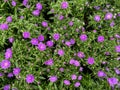 Top view on isolated purple bushy aster flowers symphyotrichum dumosum victoria victori with green leaves Royalty Free Stock Photo