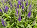 Top view on isolated purple countless flowers veronica spicata with green leaves