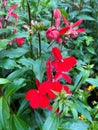 Top view on on isolated red flowers lobelia speciosa with green leaves