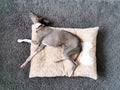 Top view of Italian Greyhound puppy, blue colour sleeping on the pillow