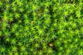 Top view of Japanese moss growing in a field Royalty Free Stock Photo