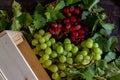 Top view of the juicy and ripe green and red grapes on the wooden surface Royalty Free Stock Photo