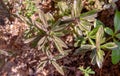 Top view on Kalanchoe Delagoensis. The plant is also know as Mother of Millions, Devil`s Backbone and Chandlier Plant