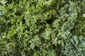 Top view. Kale leaves. Background of kale leaves. Fresh kale leaves background.