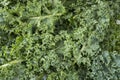 Top view. Kale leaves. Background of kale leaves. Fresh kale leaves background.