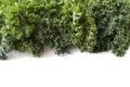 Top view. Kale leaves on a white background. Background of kale leaves. Fresh kale leaves background.