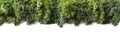 Top view. Kale leaves on a white background. Background of kale leaves. Fresh kale leaves at border of image with copy space for t