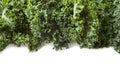 Top view. Kale leaves on a white background. Background of kale leaves. Fresh kale leaves background.