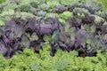 Top view of kale, red and white ornamental cabbage. Royalty Free Stock Photo