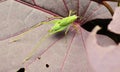 Top View of Katydid on The Leaves Royalty Free Stock Photo