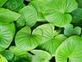 Top view King of Heart, green tree as a background. Abstract leaves texture. Royalty Free Stock Photo