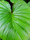 Top view King of Heart, green tree as a background. Abstract leaves texture. Royalty Free Stock Photo