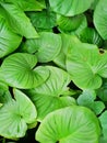 Top view King of Heart, green tree as a background. Abstract leaves texture. Royalty Free Stock Photo