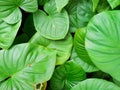 Top view King of Heart, green tree as a background. Abstract leaves texture. Royalty Free Stock Photo