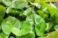 Top view King of Heart, green tree as a background. Abstract leaves texture Royalty Free Stock Photo