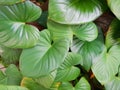 Top view King of Heart, green tree as a background, nature wallpaper concept. Royalty Free Stock Photo