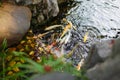 Top view of Koi Carp Fishes in artificial pound with small waterfall and stones in garden of Chinese temple Royalty Free Stock Photo