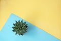 Top view of Lace Aloe, Aristaloe aristata green succulent haworthia plant pot