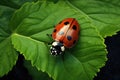 top view of ladybug on leaf, ai generated Royalty Free Stock Photo