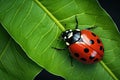 top view of ladybug on leaf, ai generated Royalty Free Stock Photo
