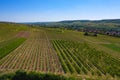 Landscape with vineyards near Ingelheim / Germany Royalty Free Stock Photo