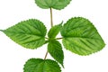 Top view of the top of a laportea plant with green heart-shaped leaves with a detailed leaf frame