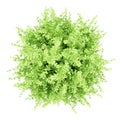 Top view of large boxwood plant isolated on white