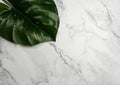 Top view of large green monstera leaf on white marble background. Tropical leaf summer spa flat lay. Royalty Free Stock Photo