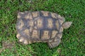A top view of a large turtle walking on a green lawn Royalty Free Stock Photo