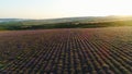 Top view of lavender field on background sunrise. Shot. Morning sun`s rays over hills illuminate purple lavender field Royalty Free Stock Photo