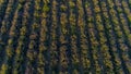 Top view of lavender on sunrise. Shot. Top view of beautiful rows of flowering lavender bushes illuminated by morning Royalty Free Stock Photo