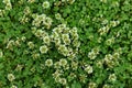 Top view lawn with clover and green grass. White clover (Trifolium repens) flowers.