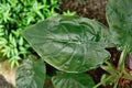 Leaf of exotic `Alocasia Wentii` houseplant