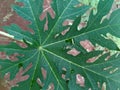 Top view Leaves (Carica papaya) with a striped pattern, with a red earthen base, are at the back of the house