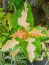 Top view of leaves Caricature Plant or Graptophyllum pictum as a background.