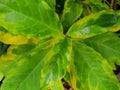 Top view of leaves Caricature Plant or Graptophyllum pictum as a background.