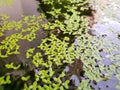 Top view of leaves Duckweed with water in pond, green leaf as a background,. Royalty Free Stock Photo