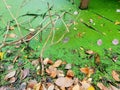 Top view of leaves Duckweed with water in pond, green leaf as a background Royalty Free Stock Photo