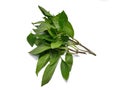 Top view of leaves sweet Basil or Thai Basil isolated on white background Royalty Free Stock Photo