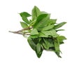 Top view of leaves sweet Basil or Thai Basil isolated on white background Royalty Free Stock Photo