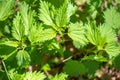 Top view on leaves and young shoots of a nettle plant. Young bright greens herbs Urtica Royalty Free Stock Photo